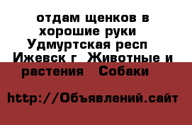 отдам щенков в хорошие руки - Удмуртская респ., Ижевск г. Животные и растения » Собаки   